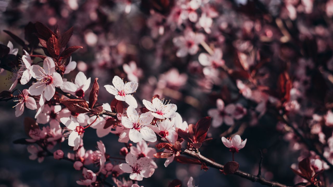 Wallpaper sakura, flowers, branches, bloom, tree, cherry