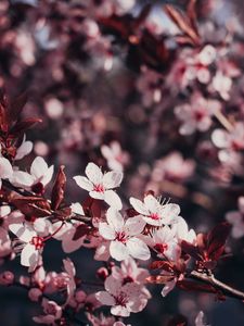 Preview wallpaper sakura, flowers, branches, bloom, tree, cherry