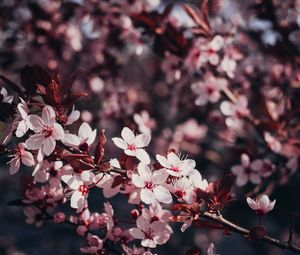Preview wallpaper sakura, flowers, branches, bloom, tree, cherry