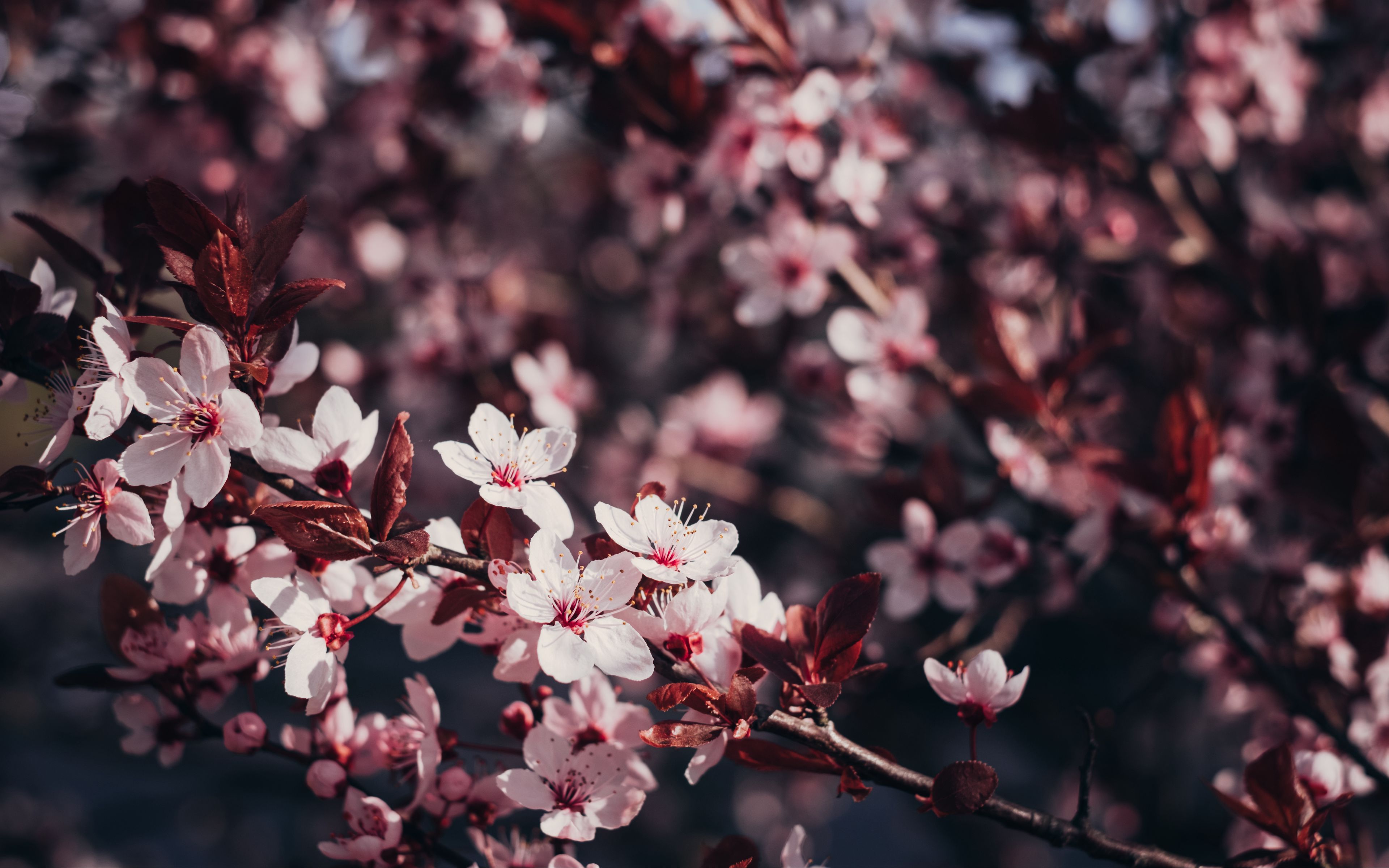 HD wallpaper: cherry blossom tree, japanese peace park, march, plum blossom  | Wallpaper Flare