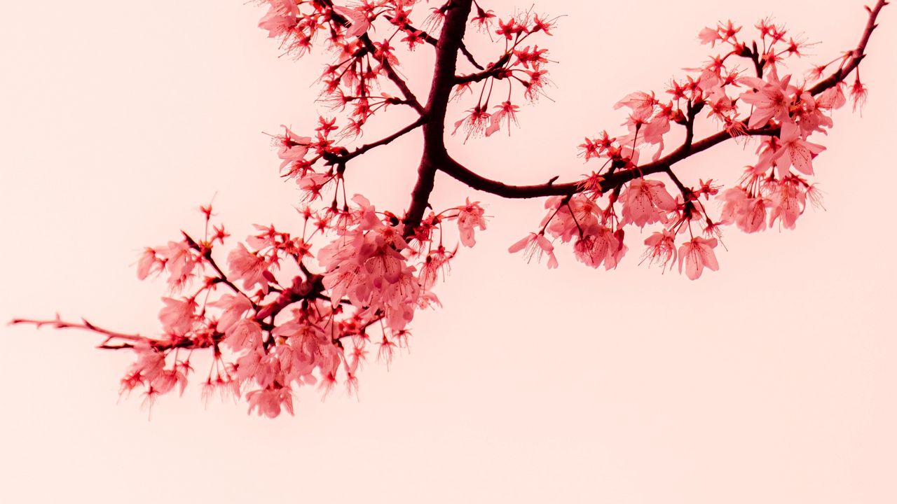 Wallpaper sakura, flowers, branches, minimalism