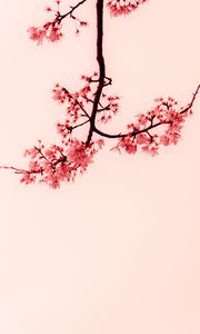 Preview wallpaper sakura, flowers, branches, minimalism