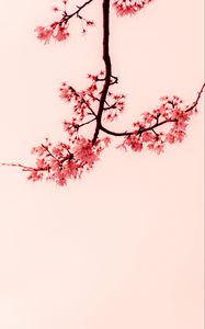 Preview wallpaper sakura, flowers, branches, minimalism