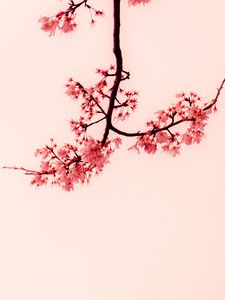 Preview wallpaper sakura, flowers, branches, minimalism