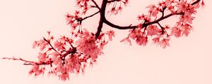 Preview wallpaper sakura, flowers, branches, minimalism