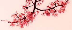 Preview wallpaper sakura, flowers, branches, minimalism