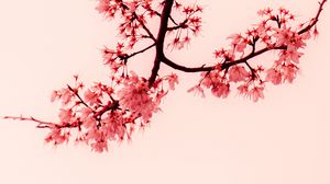 Preview wallpaper sakura, flowers, branches, minimalism