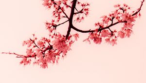 Preview wallpaper sakura, flowers, branches, minimalism