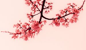 Preview wallpaper sakura, flowers, branches, minimalism
