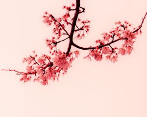 Preview wallpaper sakura, flowers, branches, minimalism