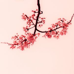 Preview wallpaper sakura, flowers, branches, minimalism