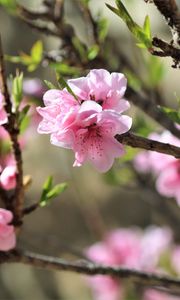 Preview wallpaper sakura, flowers, branches, spring