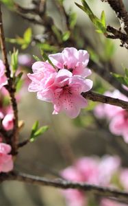 Preview wallpaper sakura, flowers, branches, spring