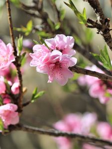 Preview wallpaper sakura, flowers, branches, spring