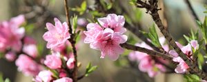 Preview wallpaper sakura, flowers, branches, spring