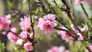 Preview wallpaper sakura, flowers, branches, spring