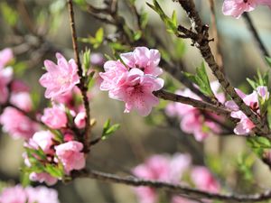 Preview wallpaper sakura, flowers, branches, spring