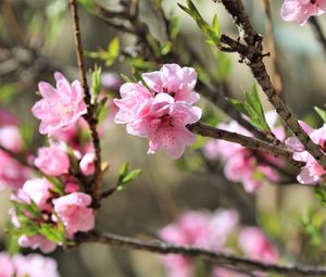 Preview wallpaper sakura, flowers, branches, spring