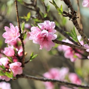 Preview wallpaper sakura, flowers, branches, spring
