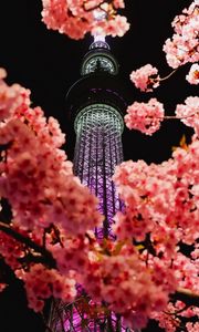 Preview wallpaper sakura, flowers, branches, tower, backlight