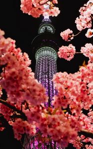 Preview wallpaper sakura, flowers, branches, tower, backlight