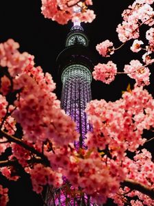 Preview wallpaper sakura, flowers, branches, tower, backlight