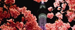 Preview wallpaper sakura, flowers, branches, tower, backlight