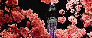 Preview wallpaper sakura, flowers, branches, tower, backlight