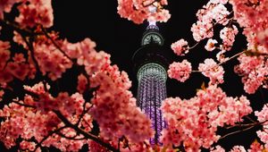 Preview wallpaper sakura, flowers, branches, tower, backlight
