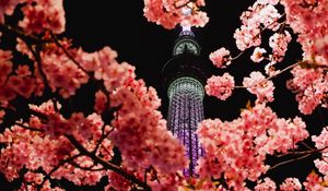 Preview wallpaper sakura, flowers, branches, tower, backlight