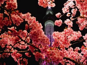 Preview wallpaper sakura, flowers, branches, tower, backlight