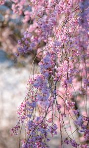 Preview wallpaper sakura, flowers, branches, tree, spring, pink