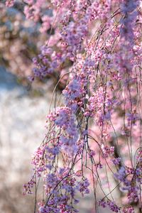 Preview wallpaper sakura, flowers, branches, tree, spring, pink