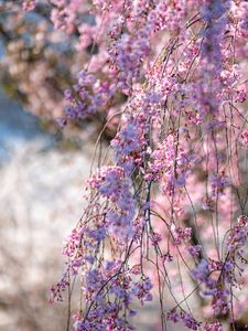 Preview wallpaper sakura, flowers, branches, tree, spring, pink