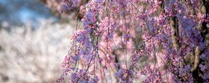 Preview wallpaper sakura, flowers, branches, tree, spring, pink