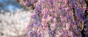 Preview wallpaper sakura, flowers, branches, tree, spring, pink