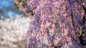 Preview wallpaper sakura, flowers, branches, tree, spring, pink