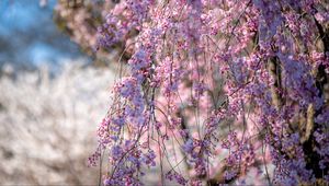 Preview wallpaper sakura, flowers, branches, tree, spring, pink
