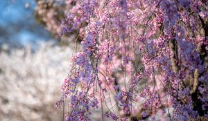 Preview wallpaper sakura, flowers, branches, tree, spring, pink