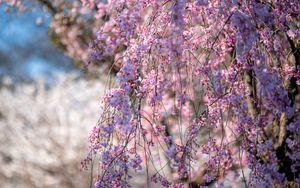 Preview wallpaper sakura, flowers, branches, tree, spring, pink