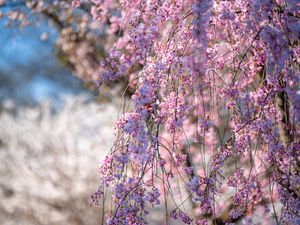 Preview wallpaper sakura, flowers, branches, tree, spring, pink