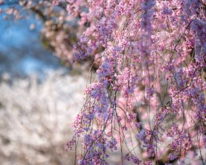 Preview wallpaper sakura, flowers, branches, tree, spring, pink
