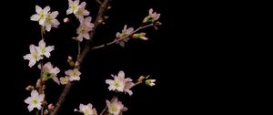 Preview wallpaper sakura, flowers, branches, black