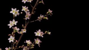 Preview wallpaper sakura, flowers, branches, black