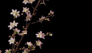 Preview wallpaper sakura, flowers, branches, black