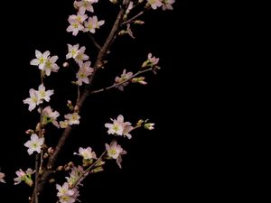 Preview wallpaper sakura, flowers, branches, black