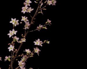 Preview wallpaper sakura, flowers, branches, black