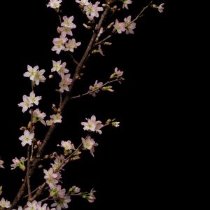 Preview wallpaper sakura, flowers, branches, black