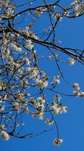 Preview wallpaper sakura, flowers, branches, spring, sky, blue