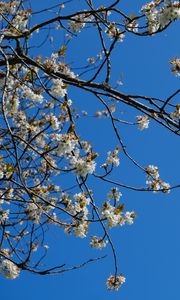 Preview wallpaper sakura, flowers, branches, spring, sky, blue